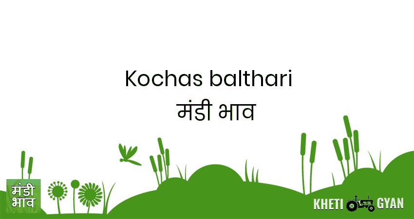Kochas (Balthari) मंडी भाव की ताज़ा तस्वीर